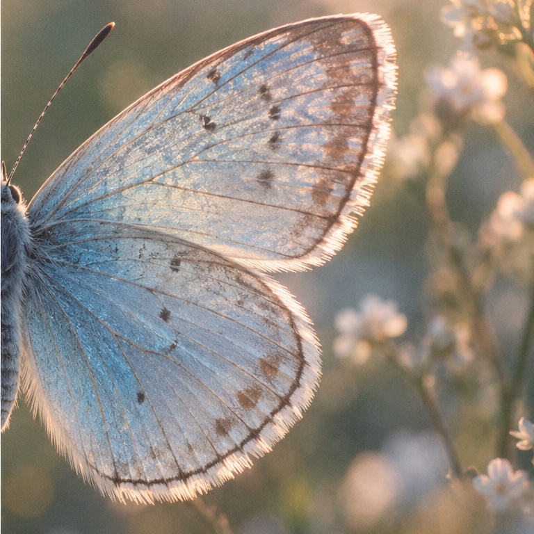 Butterfly Wings: Right wing